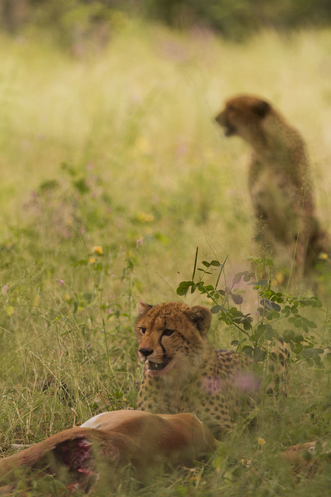 Nambwa Tented Lodge Kongola Zewnętrze zdjęcie